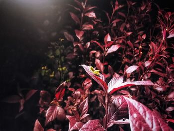 Close-up of red flowering plant with grasshopper