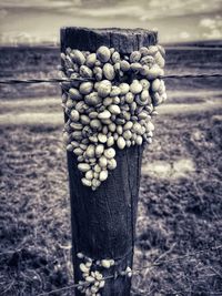 Close-up of berries on wooden post at beach