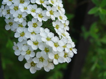 Close-up of white flowering plant