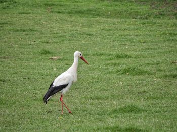 Side view of european white stork walking on field