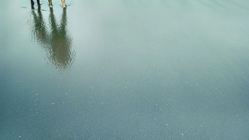 Close-up of tree against water