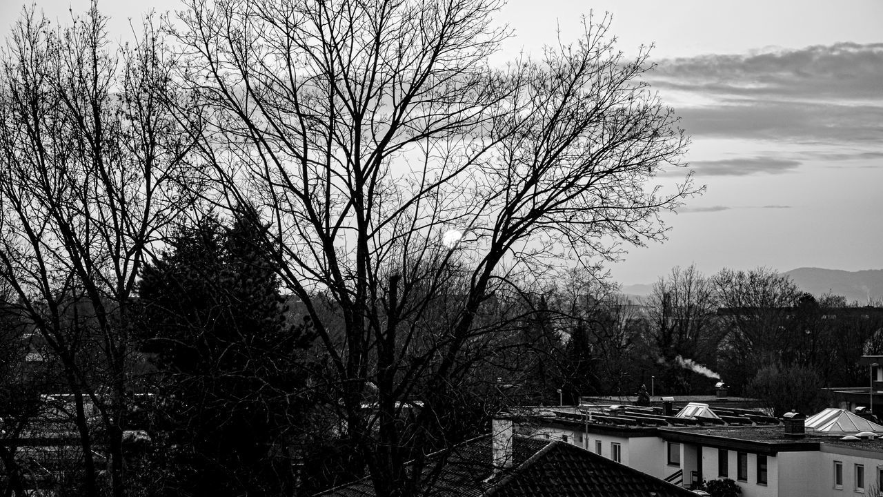 BARE TREE AND BUILDINGS IN TOWN