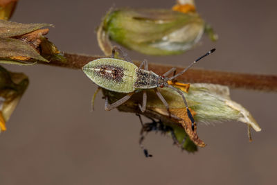 Close-up of insect on leaf