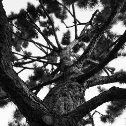 Low angle view of trees against sky