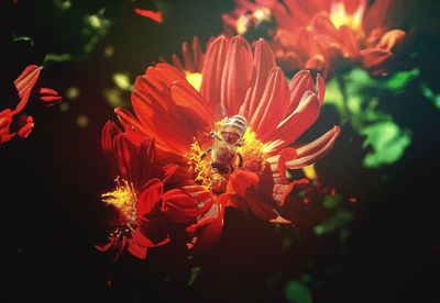 Close-up of flowers blooming outdoors