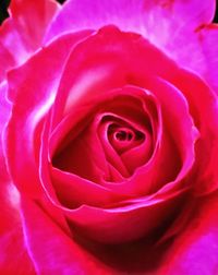 Macro shot of red rose