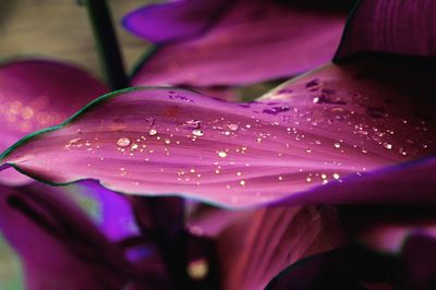 Close-up of wet pink flower