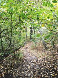 Trees growing in forest