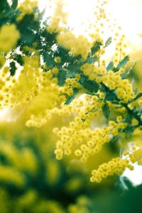 Close-up of yellow flowers