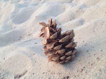 Close-up of pine cone on beach