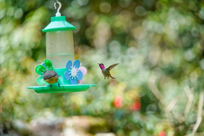 View of bird flying