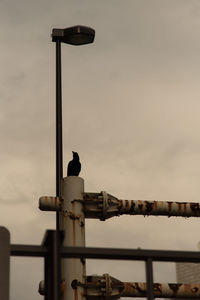 Low angle view of crow perching on rusty metallic pole by street light against sky