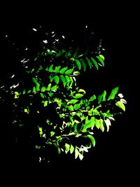 Close-up of tree against black background