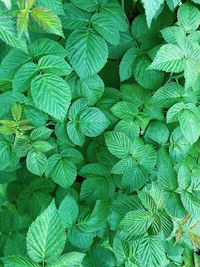 Full frame shot of green leaves