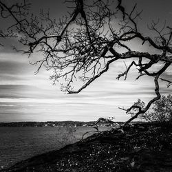 Bare trees against calm sea