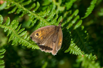 Close-up of butterfly on leaf