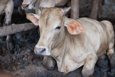 Close-up of cow