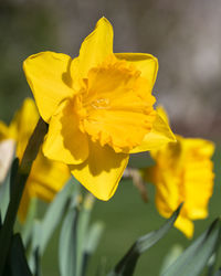 Close-up of yellow flowering plant