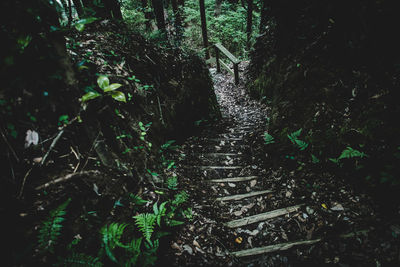 Steps amidst plants in forest