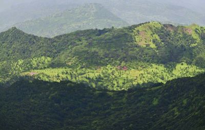 Scenic view of forest