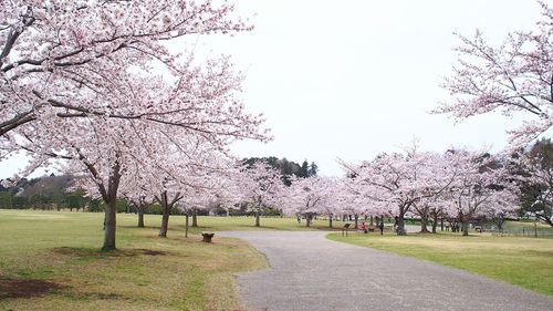 Cherry blossom trees growing in park