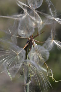 Close-up of spider web on plant