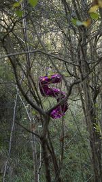 Close-up of flower tree in forest