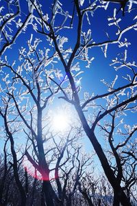 Low angle view of tree against blue sky