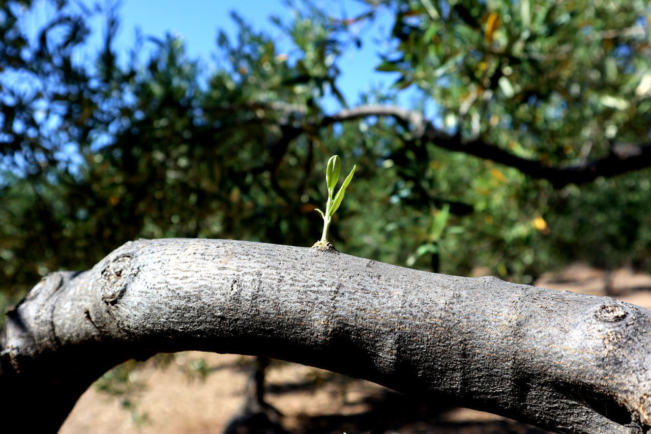 CLOSE-UP OF TREE BRANCH IN FOREST