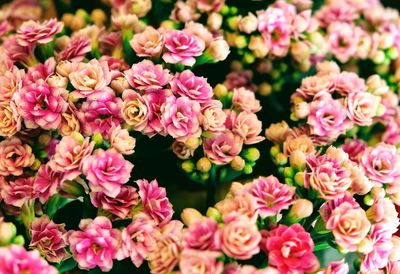 Full frame shot of pink flowers