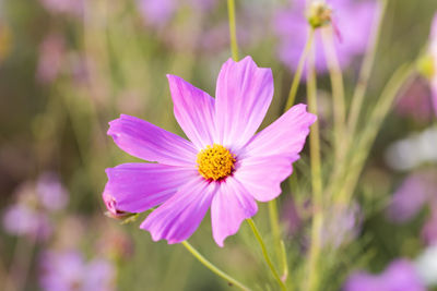 Close-up of pink cosmos flower