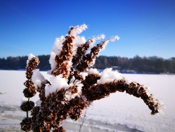 Close-up of snow covered plants against sky