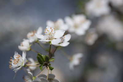 Close-up of white cherry blossoms