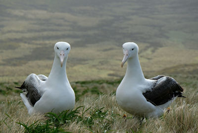 Two royal albatross birds at nesting site on campbell island, new zealand