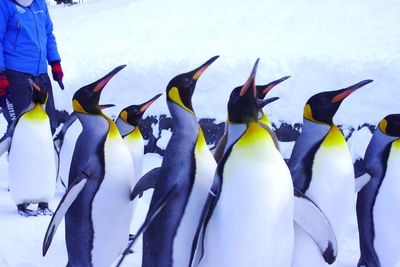 View of birds in snow