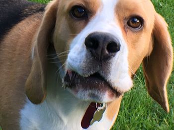 Close-up portrait of dog