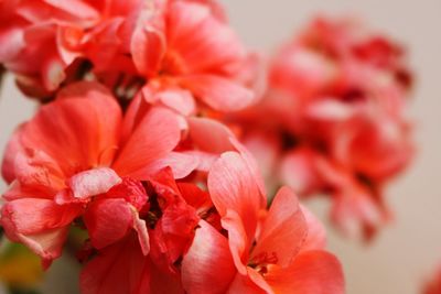 Close-up of red flower