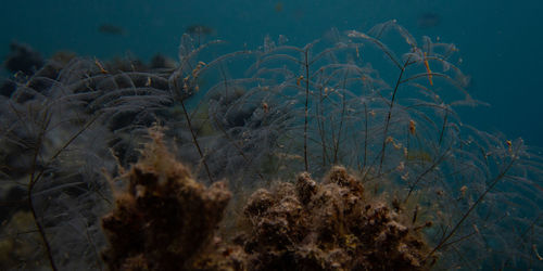 Close-up of plants growing on field against sky at night