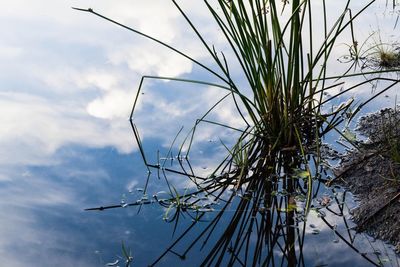 Low angle view of trees against cloudy sky