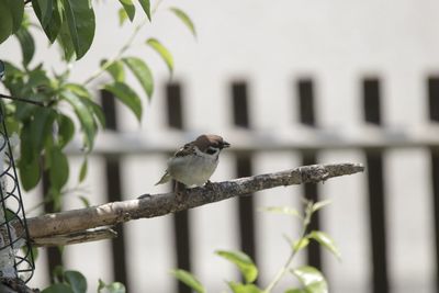 Bird perching on branch