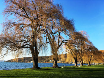 Trees on landscape