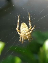 Close-up of spider web