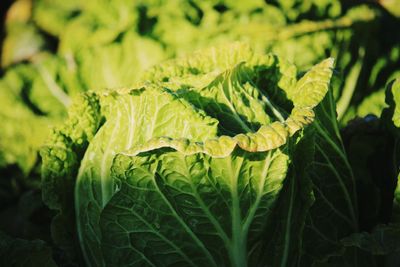 Close-up of fresh green leaves