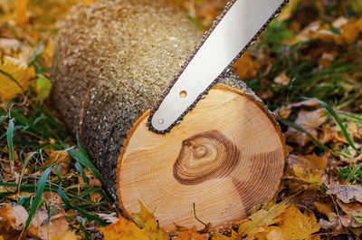 Close-up of chainsaw cutting log on land during autumn