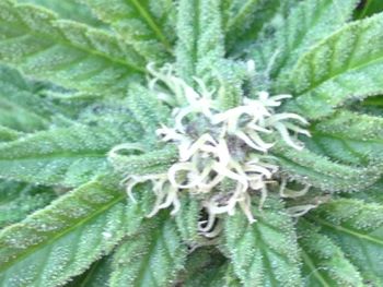 Full frame shot of green leaves