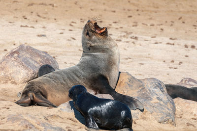 View of sea lion on beach