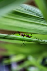 Close-up of insect on leaf