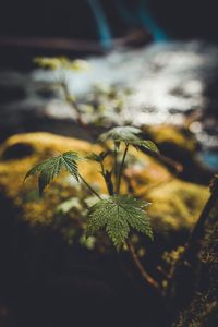 Close-up of plants against blurred background