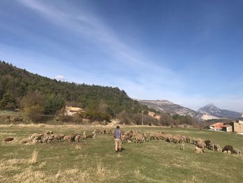 Rear view of shepherd walking by sheep on grassy field against blue sky