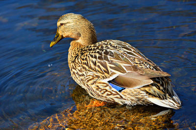 Duck in lake